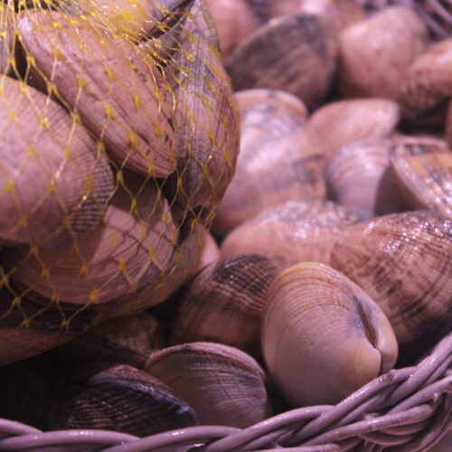 almeja gallega de cultivo