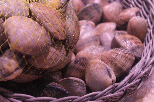 almeja gallega de cultivo