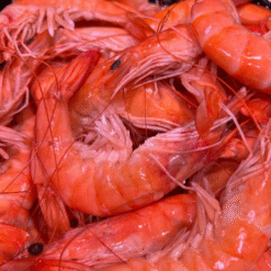 langostino cocido fresco