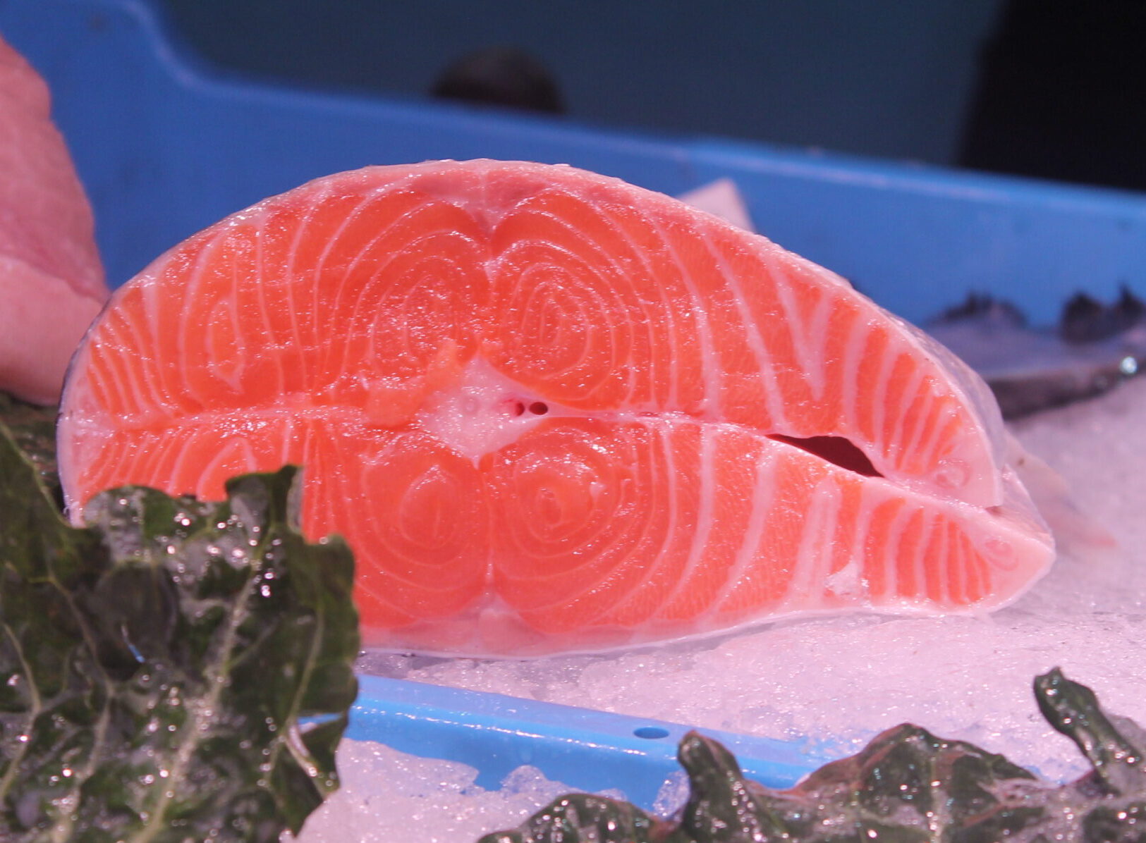 Comprar Salmón Noruego