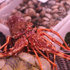 langosta roja