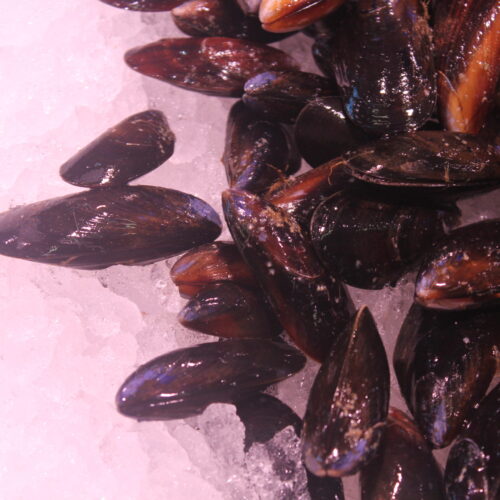 Comprar Mejillón Bouchot