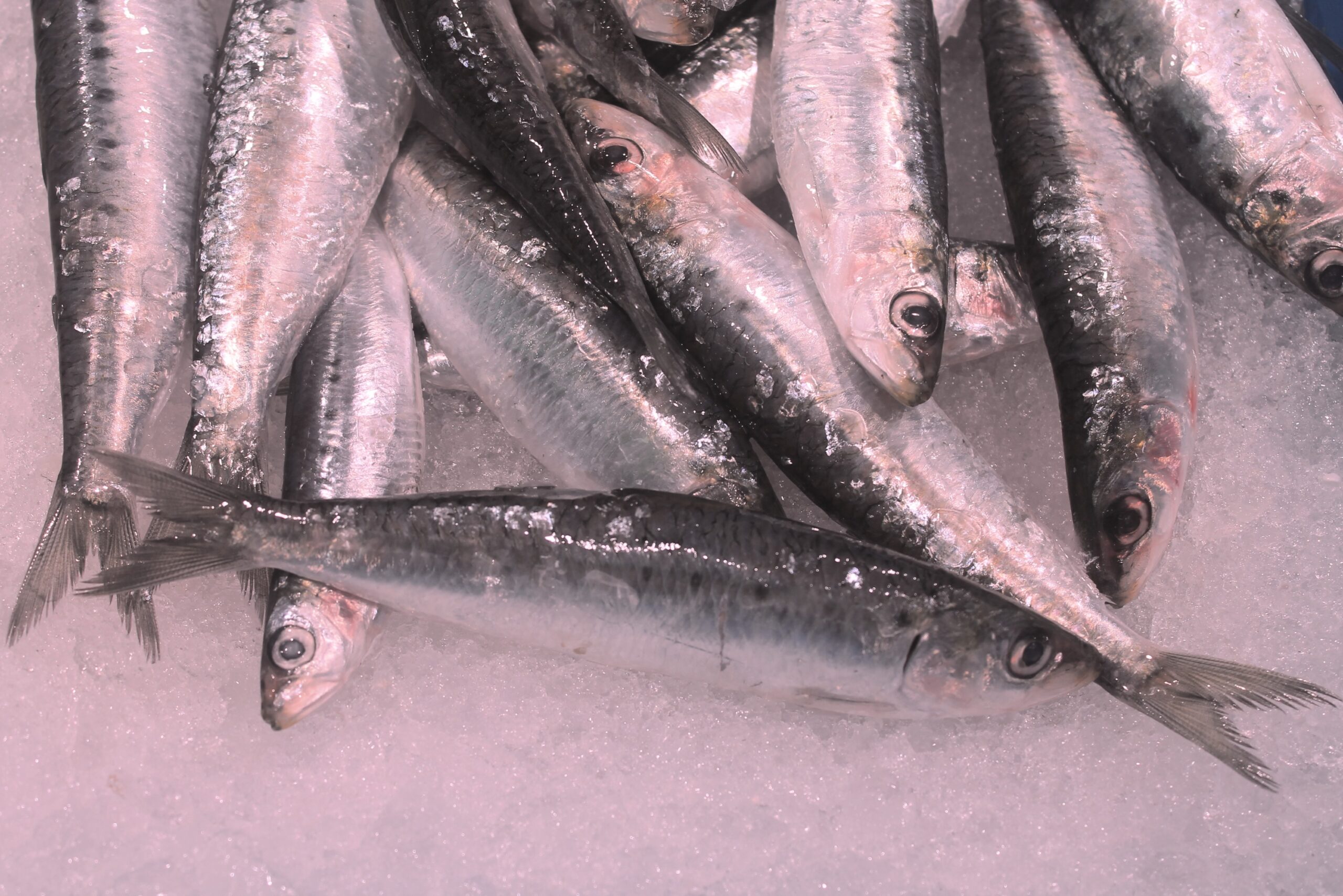 comprar sardinas