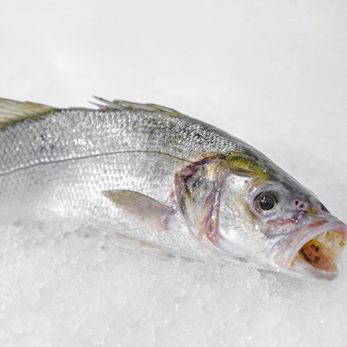 comprar lubina salvaje