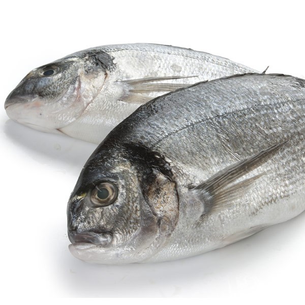 dorada salvaje
