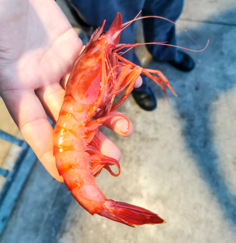 gamba grande
