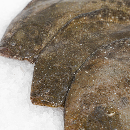 comprar rodaballo salvaje