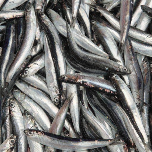 boquerón mediano