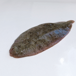 Lenguado Salvaje de Costa