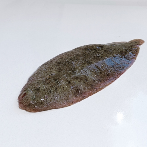 Lenguado Salvaje de Costa