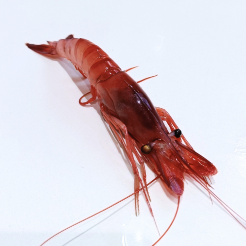 gamba fresca roja grande