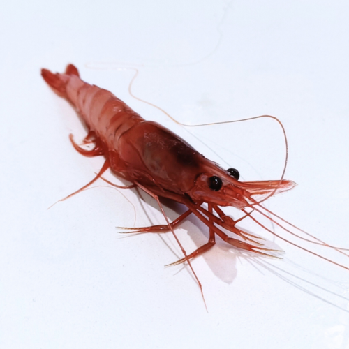 gamba roja fresca pequeña