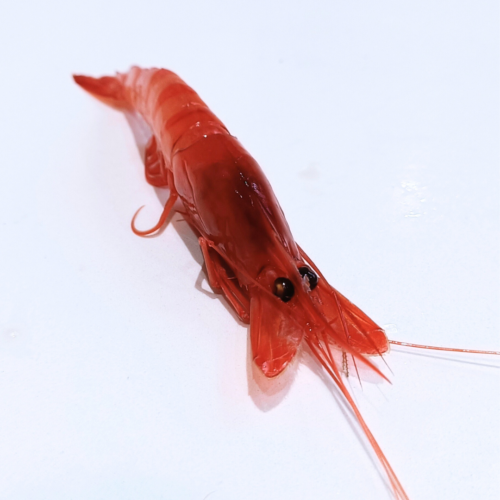 Gamba Roja Mediana