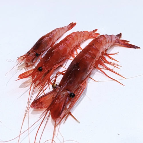 comparación tamaño gamba