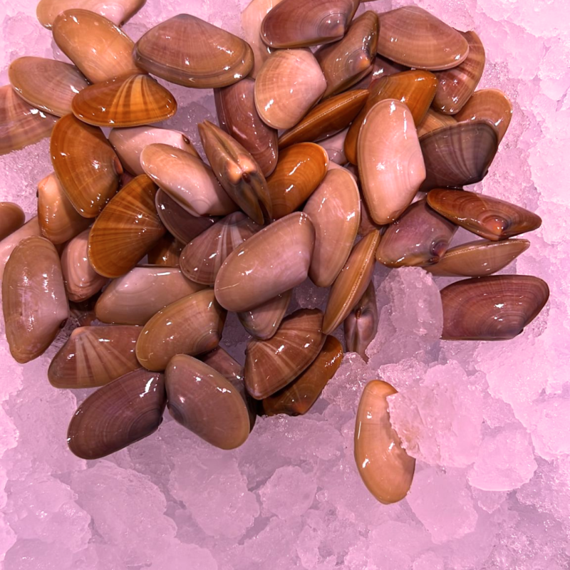 coquina mediana