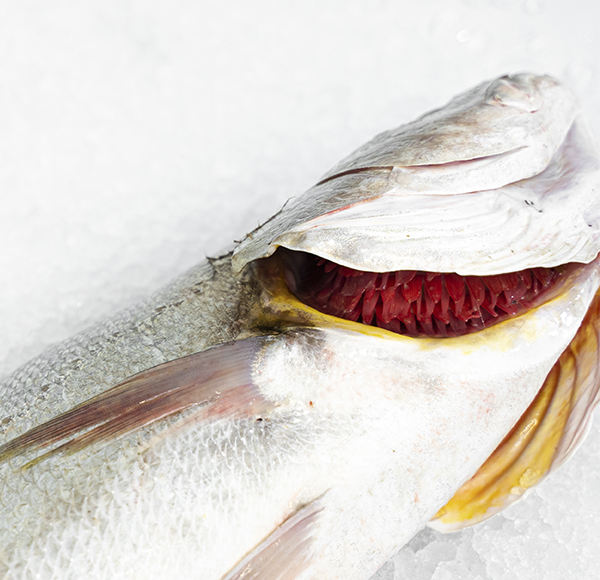 agallas corvina salvaje