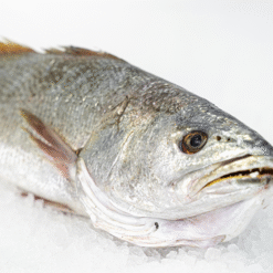comprar corvina salvaje