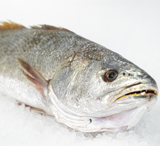 comprar corvina salvaje