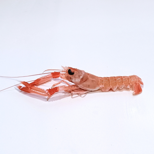 cigala de costa pequeña