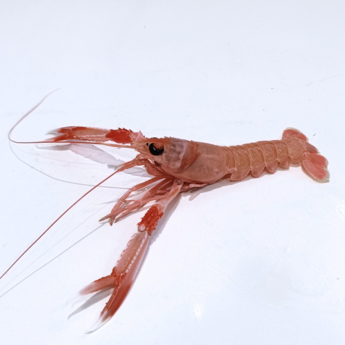 cigala de costa grande