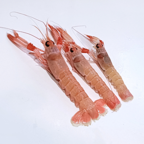 medidas cigala de costa