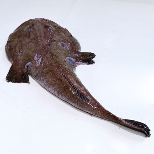 cola de rape con cabeza de costa