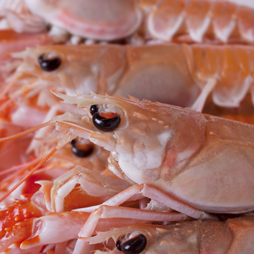 cigala mediana de cerca