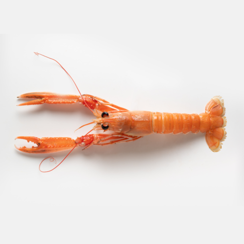 cigala fresca grande