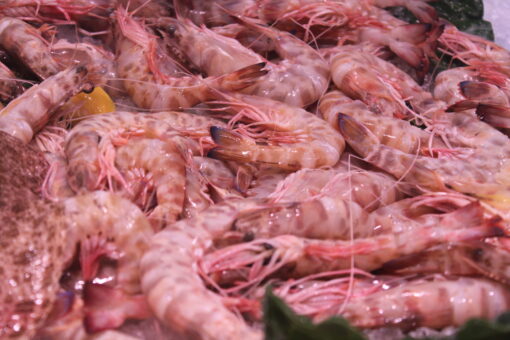 langostino tigre de sant carles de la ràpita