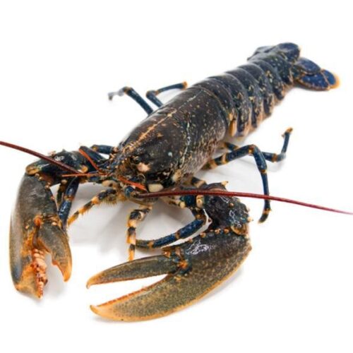 bogavante azul gallego