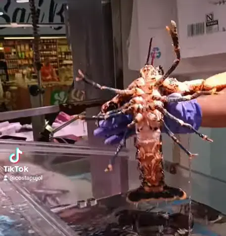 Bogavante azul - costa pujol peixaters