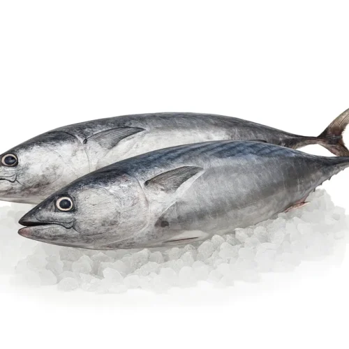 Bonito - costa pujol peixaters