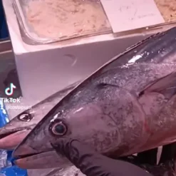 Bonito del norte / costa pujol peixaters