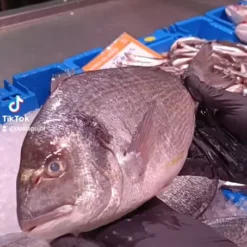 Dorada fresca - costa pujol peixaters