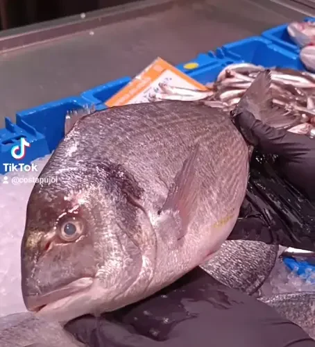 Dorada fresca - costa pujol peixaters