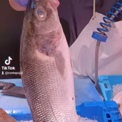 Lubina salvaje - costa pujol peixaters