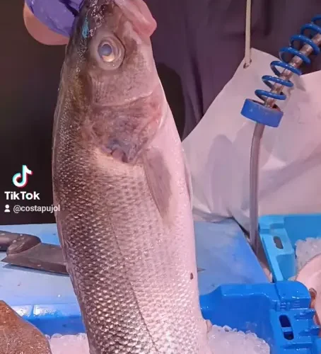 Lubina salvaje - costa pujol peixaters