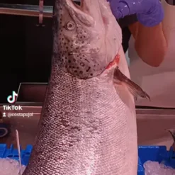 Salmon noruego - costa pujol peixaters