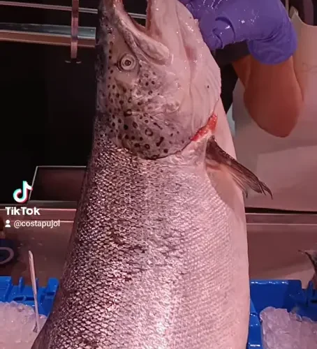 Salmon noruego - costa pujol peixaters