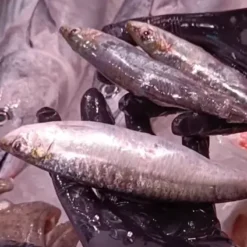 Sardinas - costa pujol peixaters