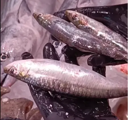 Sardinas - costa pujol peixaters