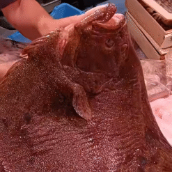 Video rodaballo