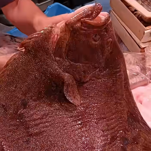 Alternative view of Rodaballo Salvaje