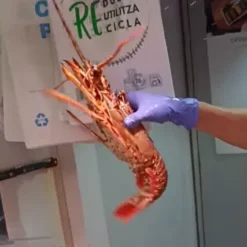 langosta roja - costa pujol peixaters