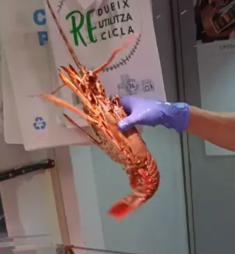 langosta roja - costa pujol peixaters