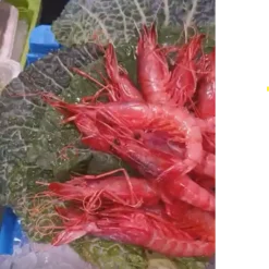 Miniatura gamba roja grande